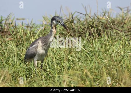 Schwarzhalsreiher und Mosambik-Speikobra / airone dalla testa nera e cobra sputante del Mozambico / Ardea melanocephala et Naja mossambica Foto Stock