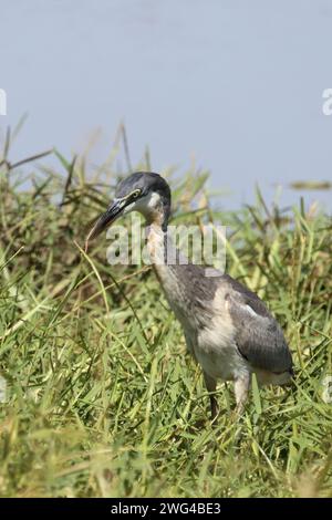 Schwarzhalsreiher und Mosambik-Speikobra / airone dalla testa nera e cobra sputante del Mozambico / Ardea melanocephala et Naja mossambica Foto Stock