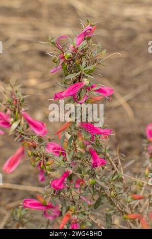 Cespuglio di tacchino cremisi, Eremophila latrobei, in fiore sulla riva sabbiosa, Adelaide. Foto Stock
