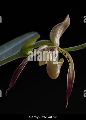 Vista ravvicinata di fiori freschi gialli, verdi, viola e marroni della specie di orchidee paphiopedilum parishii isolata su sfondo nero Foto Stock