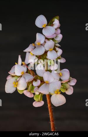 Vista ravvicinata della delicata begonia heracleifolia, nota anche come foglia a stella begonia fiori bianchi e rosa isolati su sfondo di legno scuro Foto Stock