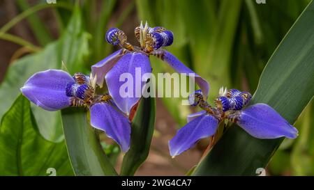 Vista ravvicinata dei colorati fiori neomarica caerulea blu, noti anche come Iris camminanti o Iris apostoli, che fioriscono all'aperto con sfondo naturale del giardino Foto Stock