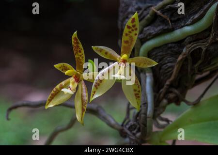 Vista ravvicinata dei colorati fiori gialli arancioni e rossi delle specie di orchidee epifitiche phalaenopsis cornucervi isolati all'aperto nel giardino tropicale Foto Stock