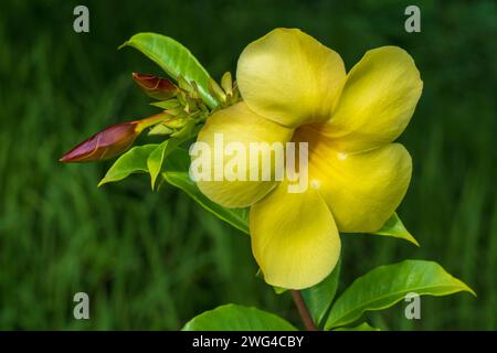 Vista ravvicinata del fiore giallo dell'arbusto tropicale allamanda cathartica, anche nota come tromba dorata o comune vitigno a tromba che fiorisce all'aperto su sfondo naturale Foto Stock