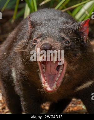 Diavolo della Tasmania, Sarcophilus harrisii, sbadiglio o ringhino. Tasmania. Foto Stock