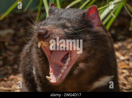 Diavolo della Tasmania, Sarcophilus harrisii, sbadiglio o ringhino. Tasmania. Foto Stock