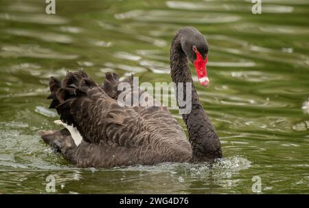 Cigno nero maschile, Cygnus atratus, che vede gli intrusi sul lago con i cygnets. Foto Stock