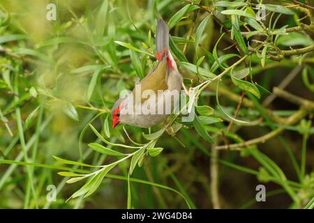 finch dal sopracciglio rosso, Neochmia temporalis, che si nutrono di un ramo. Foto Stock