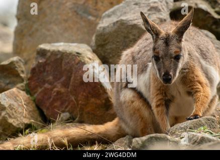 Wallaby di roccia dai piedi gialli, Petrogale xanthopus, su un pendio roccioso nell'Australia meridionale. In pericolo. Foto Stock