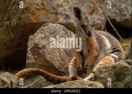 Wallaby di roccia dai piedi gialli, Petrogale xanthopus, su un pendio roccioso nell'Australia meridionale. In pericolo. Foto Stock