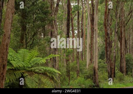 Foresta mista di eucalipto nel Port Campbell National Park, Great Ocean Road, Victoria, Australia. Ottima area per mangiare i koala. Foto Stock