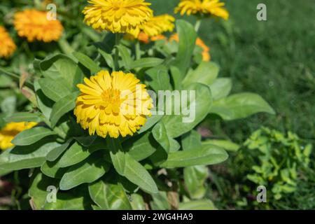 Fiore di calendula giallo con doppi fiori (genere Calendula) spazio per il testo. Foto Stock