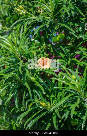 Cespuglio di Cascabela (Thevetia peruviana). Abitudine generale dell'impianto. Foto Stock