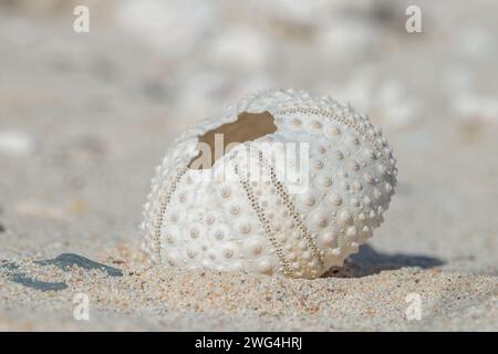 Scheletro di riccio di mare in una spiaggia sabbiosa. Foto Stock