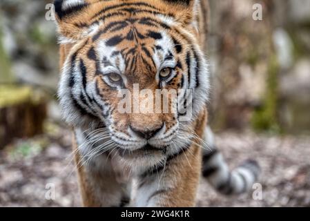 Tigre Amur che cammina. Animale pericoloso. Animale nella foresta verde. Fauna selvatica della tigre, gatto selvatico, habitat naturale. Foto Stock