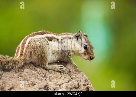 Primo piano di Squirrel, Rajasthan, India. Foto Stock