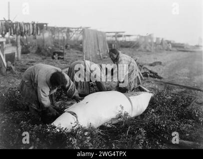 Tagliare un beluga-Kotzebue, c1929. Tre donne che tagliano una balena beluga. Foto Stock