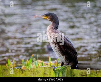 Un cormorano giovanile solitario, (Phalacrocorax carbo), arroccato su una recinzione in un lago d'acqua dolce a Blackpool, Lancashire, Regno Unito Foto Stock