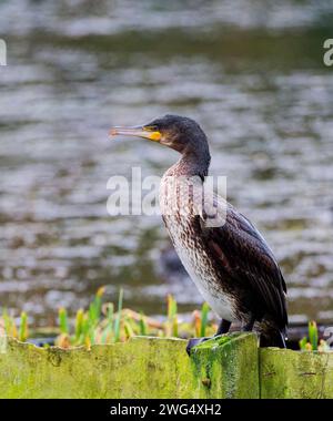 Un cormorano giovanile solitario, (Phalacrocorax carbo), arroccato su una recinzione in un lago d'acqua dolce a Blackpool, Lancashire, Regno Unito Foto Stock