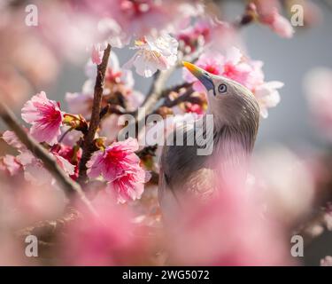 Uccello Starling dalla coda di castagno arroccato nell'albero di ciliegio in fiore e mangiando nettare Foto Stock