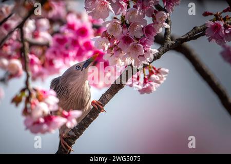 Uccello Starling dalla coda di castagno arroccato nell'albero di ciliegio in fiore e mangiando nettare Foto Stock