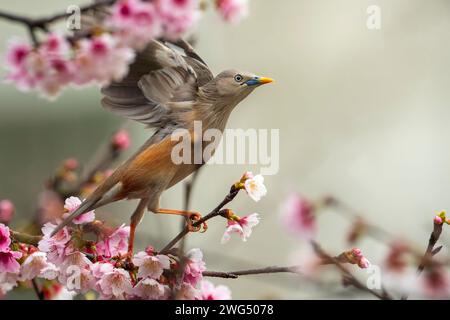 Uccello Starling dalla coda di castagno arroccato nell'albero di ciliegio in fiore e mangiando nettare Foto Stock