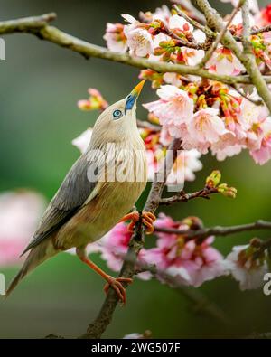 Uccello Starling dalla coda di castagno arroccato nell'albero di ciliegio in fiore e mangiando nettare Foto Stock