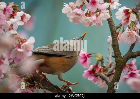 Uccello Starling dalla coda di castagno arroccato nell'albero di ciliegio in fiore e mangiando nettare Foto Stock