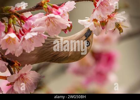 Uccello Starling dalla coda di castagno arroccato nell'albero di ciliegio in fiore e mangiando nettare Foto Stock