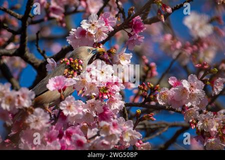 Uccello Starling dalla coda di castagno arroccato nell'albero di ciliegio in fiore e mangiando nettare Foto Stock