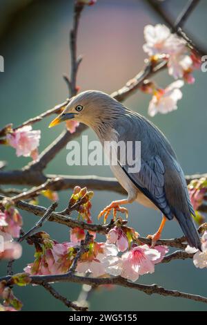 Uccello Starling dalla coda di castagno arroccato nell'albero di ciliegio in fiore e mangiando nettare Foto Stock