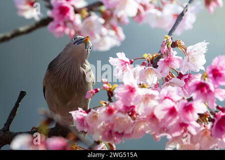 Uccello Starling dalla coda di castagno arroccato nell'albero di ciliegio in fiore e mangiando nettare Foto Stock