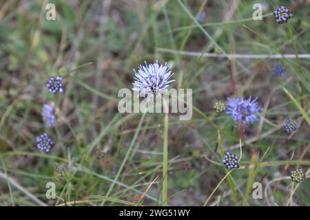 Tasti blu Foto Stock