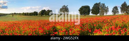 Campo di papaveri rossi o papavero comune, papavero di mais, rosa di mais, papavero da campo, papavero delle fiandre, in latino Papaver Rhoaes Foto Stock