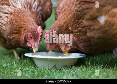 Tre galline di salvataggio che mangiano le loro prelibatezze su un prato Foto Stock