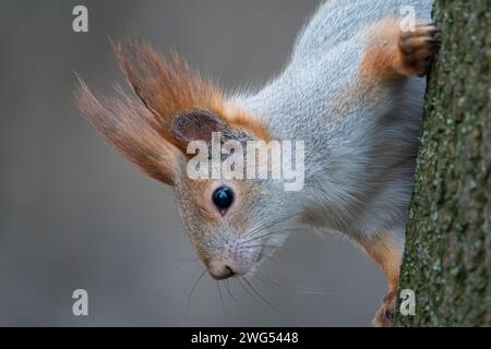 Primo piano ritratto di uno scoiattolo curioso. Divertente piccolo roditore nel parco cittadino Foto Stock