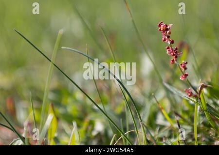 Acetosa rossa Foto Stock