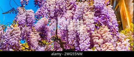 Bellissimi fiori wisteria viola in primavera, sparati a Roma, Italia Foto Stock