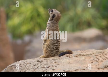 Meerkat attento e attento che guarda verso il cielo in cerca di predatori. Foto Stock