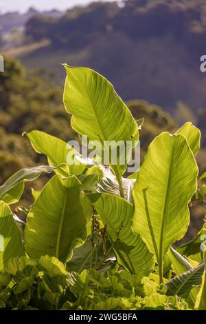 Foglie di tiro indiane illuminate dalla luce del tramonto, in un giardino sulle Ande orientali della Colombia centrale. Foto Stock