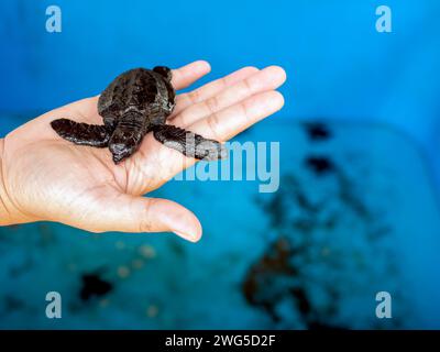 Cuccioli di tartarughe ridley (Lepidochelys olivacea) a Goa Cemara Beach, Bantul, Yogyakarta, Indonesia. Foto Stock