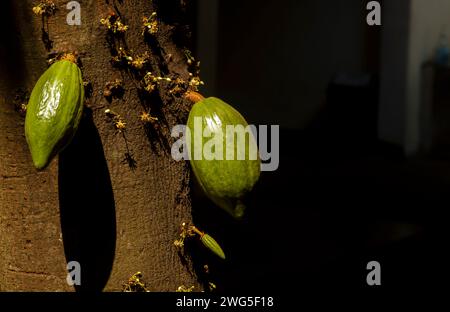 Cialde di cacao verde, cacao (Theobroma cacao) appeso al tronco dell'albero. Foto Stock