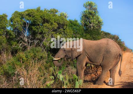 grande elefante africano dalla vista laterale in foglie che mangiano nel bush Foto Stock
