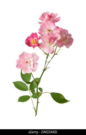 mazzo di rose con foglie, simbolo senza tempo di amore e affetto, colore rosa e rosso splendida fioritura, isolata su sfondo bianco Foto Stock