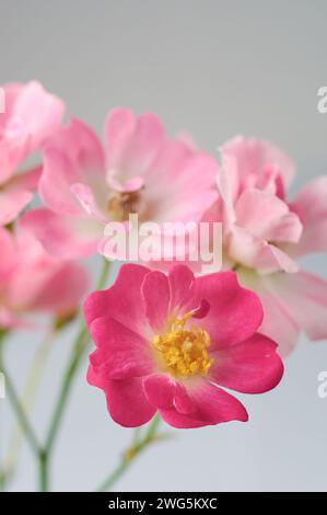 mazzo di rose, simbolo intramontabile di amore e affetto, primo piano di colore rosa e rosso splendida fioritura, messa a fuoco e isolata Foto Stock
