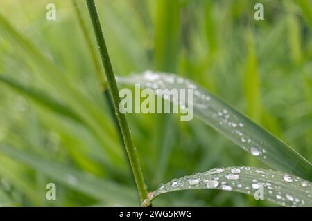 Rugiada mattutina - scintillante sulle lame di erba verde - Vista ravvicinata. Presa a Toronto, Canada. Foto Stock