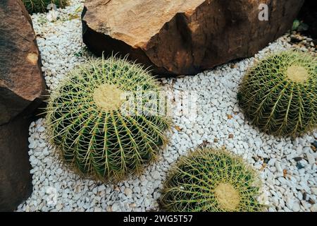 Il bellissimo cactus è un'eredità spirituale, trasmessa agli eredi di cui occuparsi. Cactus Golden Barrel, Echinocactus grusonii, Giardino Botanico Foto Stock