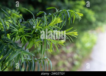 Foglie verdi ricoperte di pioggia - gocce di rugiada scintillanti - ambiente naturale vibrante - vegetazione lussureggiante - atmosfera serena. Presa a Toronto, Canada. Foto Stock