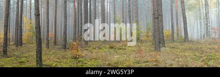 Paesaggio autunnale nebbioso giornata nella foresta primitiva di Knyszyn, Polonia Europa betulle e pini Foto Stock