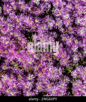 Drosanthemum floribundum fiori rosa, comunemente noti come rodondo crepuscolo, pianta di rugiada pallida o fiore di rugiada. Fioritura primaverile Foto Stock